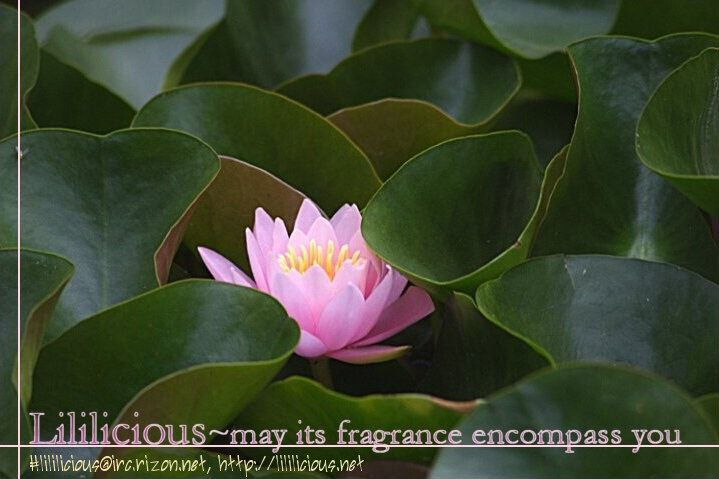 Read Otome wa Inoru - Himitsu no Dormitory Manga Online