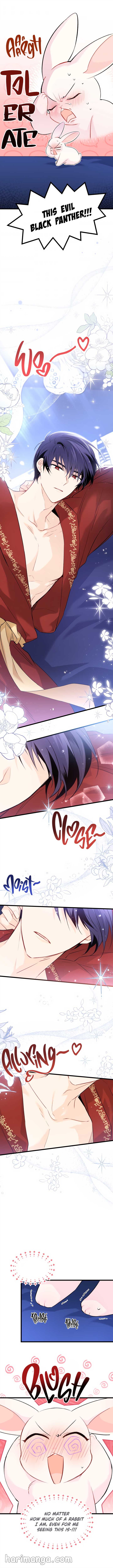 Read The Symbiotic Relationship Between the Rabbit and the Black Panther Manga Online