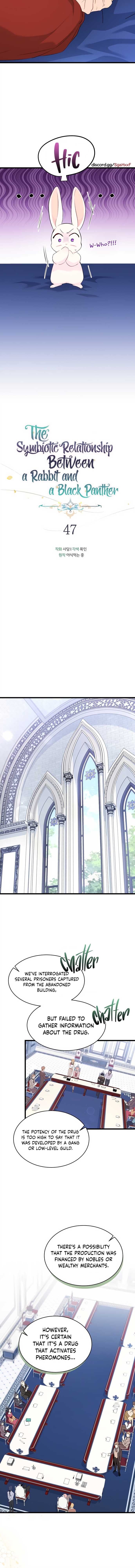 Read The Symbiotic Relationship Between the Rabbit and the Black Panther Manga Online